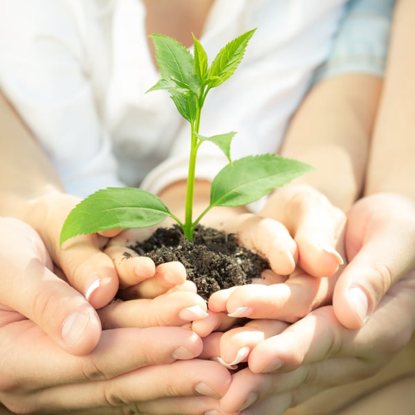 Young Plant in Hands